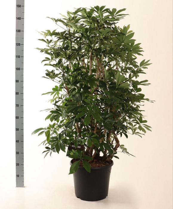 <h4>SCHEF AR COMPACTA</h4>