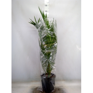 Phoenix canariensis