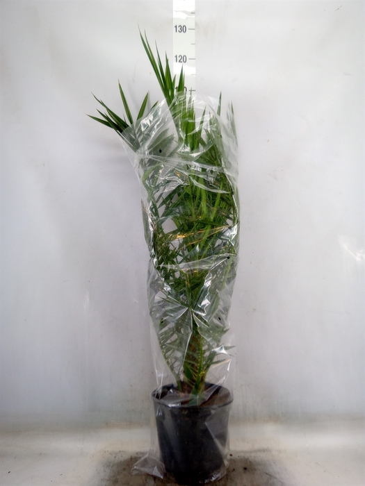 <h4>Phoenix canariensis</h4>