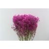 Dried Gyps Cerise Bunch