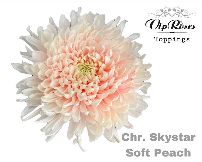 CHR G SKYSTAR SOFT PEACH