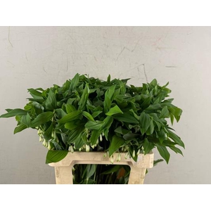 Polygonatum Multiflo