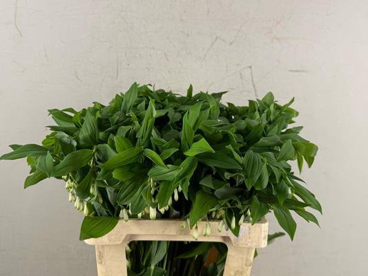 <h4>Polygonatum Multiflo</h4>
