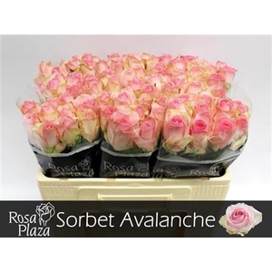 R Gr Avalanche Sorb
