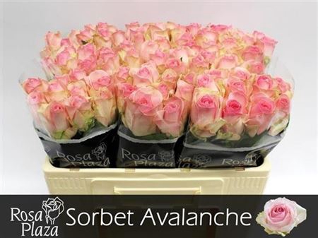 R Gr Avalanche Sorb