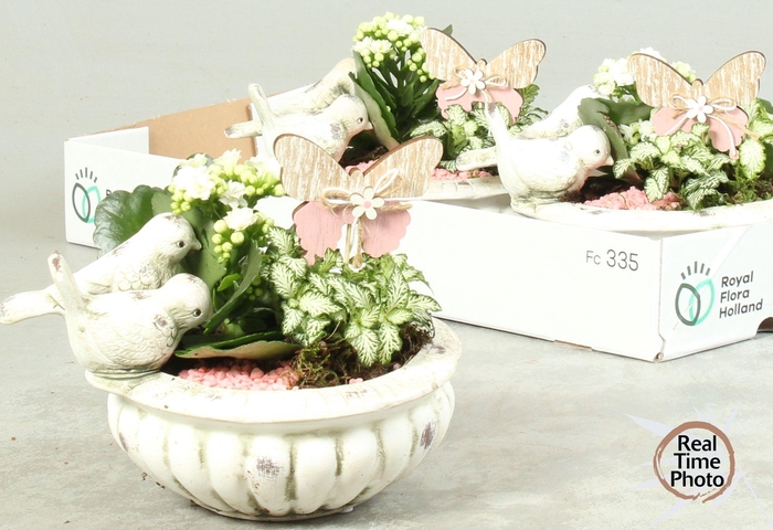 <h4>ARR KAMERPL</h4>