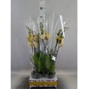 Phalaenopsis   ...