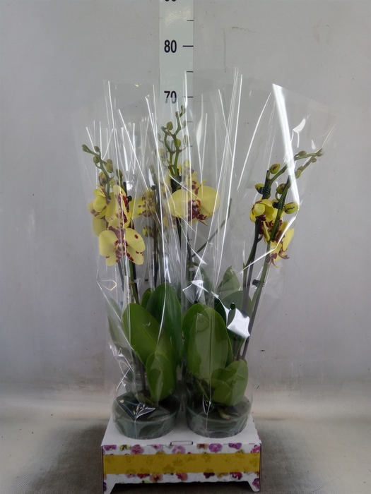 Phalaenopsis   ...