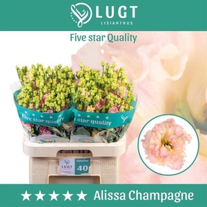 EUS G ALISSA CHAMPAG