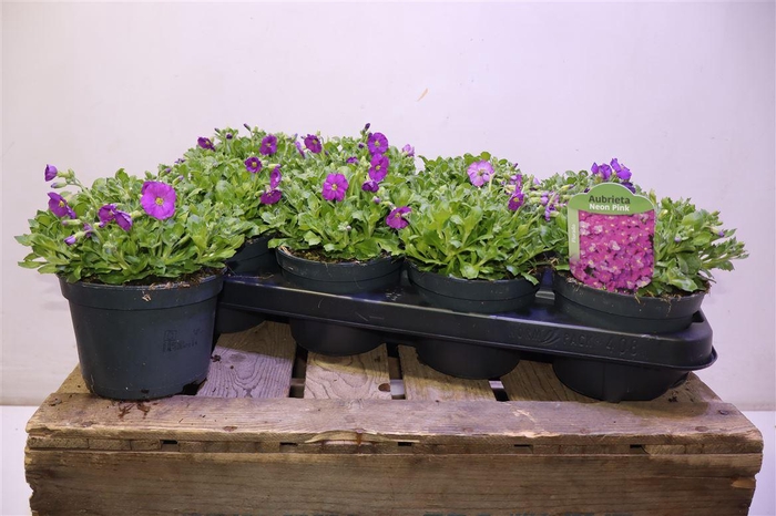 <h4>Aubr Rose Queen</h4>