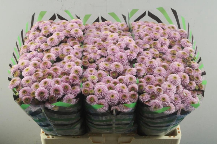 <h4>CHR SAN DORIA LIGHT ROSE</h4>