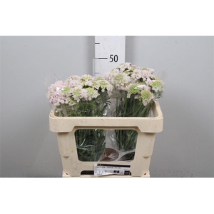 Scab At Fr Vanilla Bl Scoop