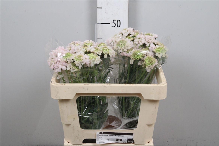 <h4>Scab At Fr Vanilla Bl Scoop</h4>