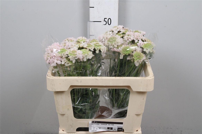 <h4>Scab At Fr Vanilla Bl Scoop</h4>