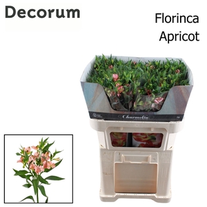 Alst Fl Charmelia Apricot