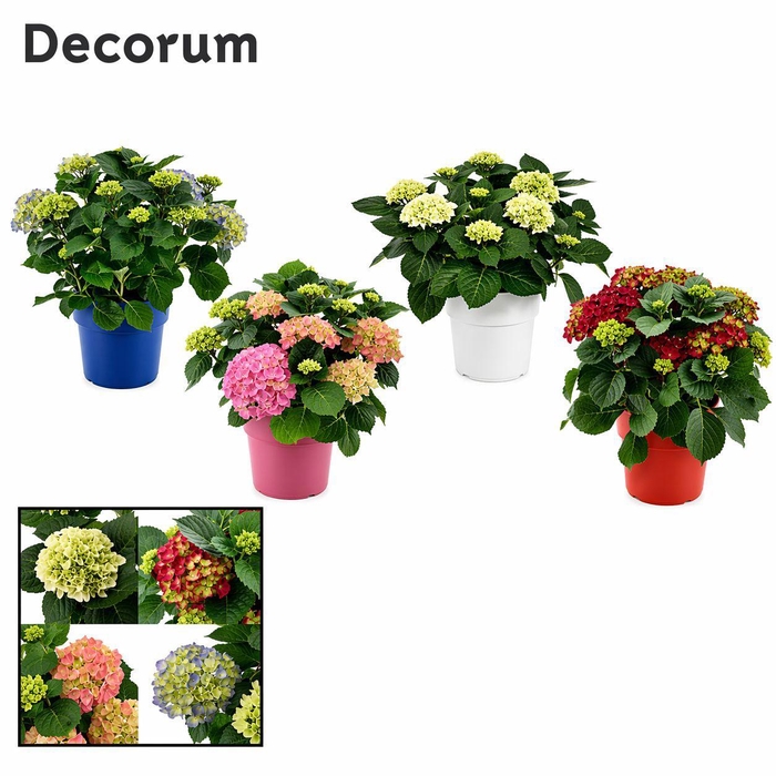 <h4>Hydrangea Bol 10-15 kop in gekleurde sierpot (Decorum)</h4>
