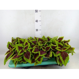 Plectranthus col. 'MSt Ruby Road'