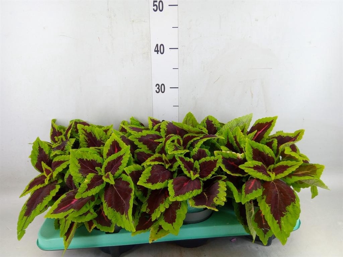 <h4>Plectranthus col. 'MSt Ruby Road'</h4>