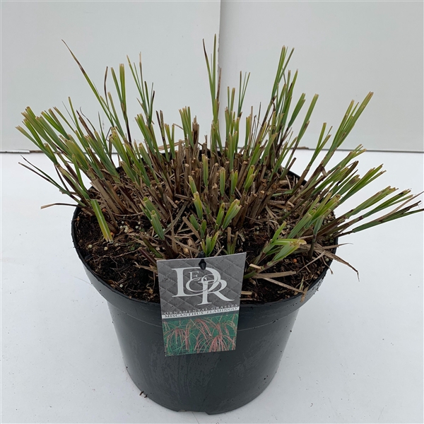 <h4>Graminées Miscanthus 'Flamingo'</h4>