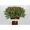 Protea Robijn