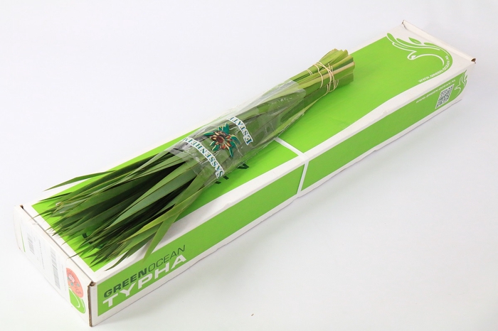 <h4>Typha Green Ocean</h4>