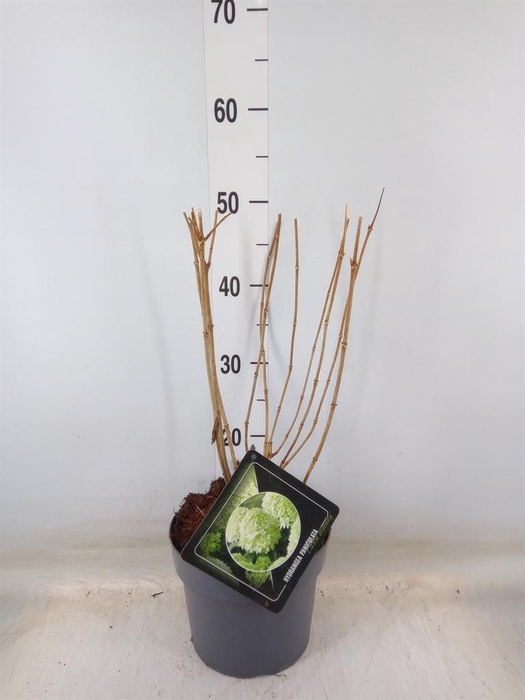 <h4>Hydrangea pan.</h4>