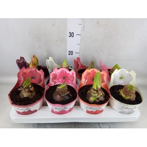 Hippeastrum   ...mix