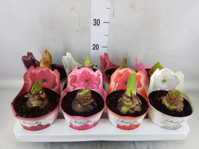 <h4>Hippeastrum   ...mix</h4>