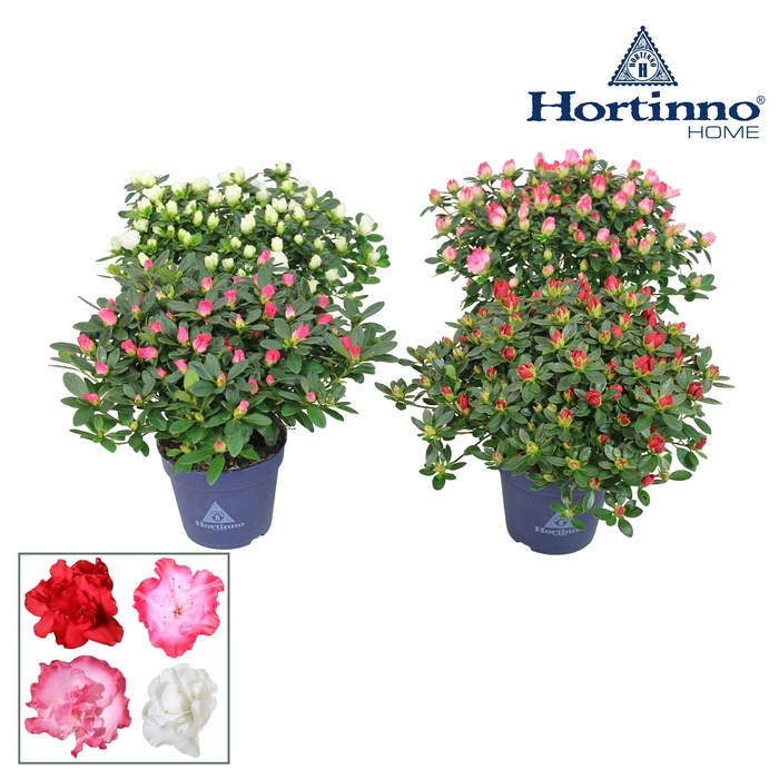 <h4>Hortinno® Home 'gemengd' 25 - 27 cm</h4>