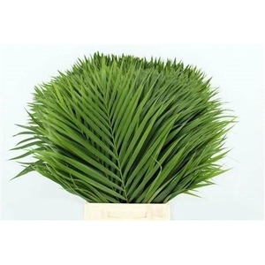 CHAMAEROPS SP BLAD