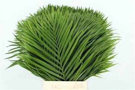 <h4>CHAMAEROPS SP BLAD</h4>