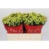 Hypericum Smiley Romance