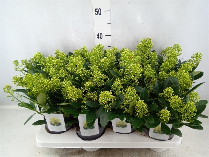 <h4>Skimmia jap. 'Finchy'</h4>