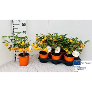 CITR MICROCARPA