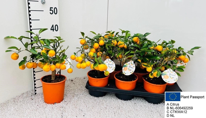 <h4>CITR MICROCARPA</h4>