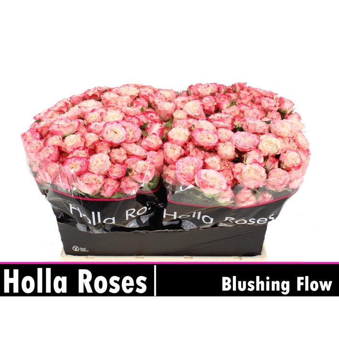 <h4>Blushing Flow</h4>