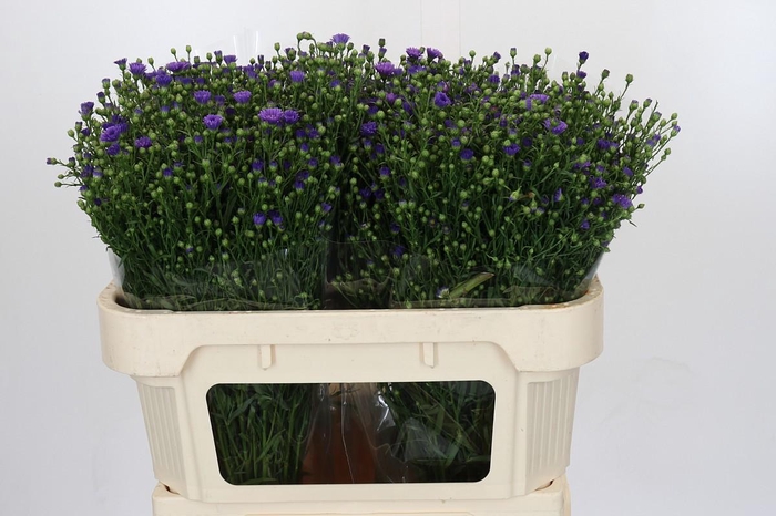 <h4>Aster Casamare</h4>