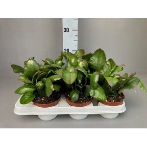Rhipsalis   ...