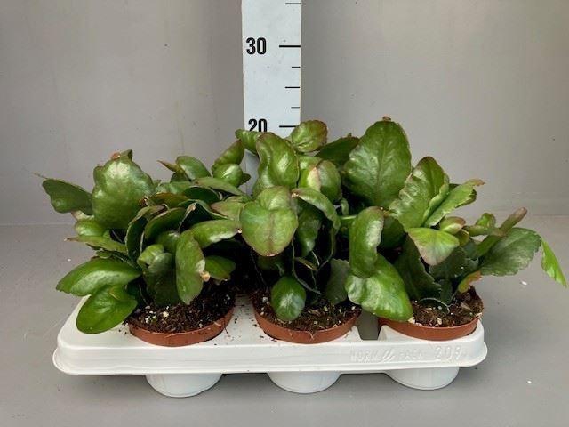 <h4>Rhipsalis   ...</h4>