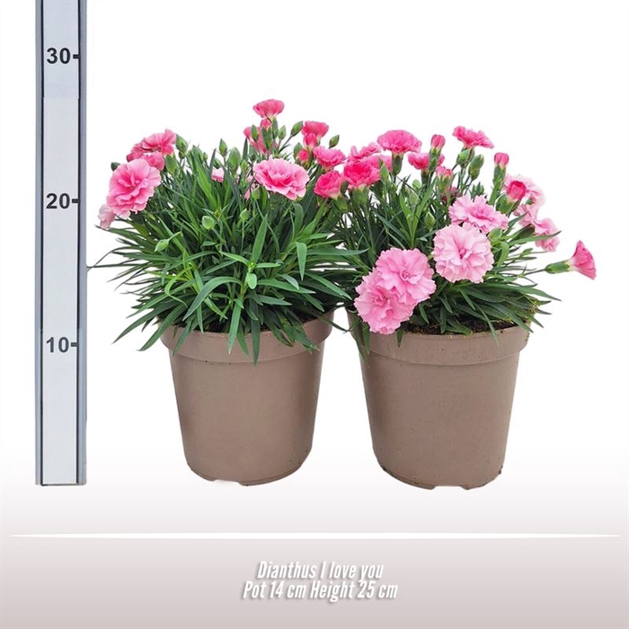 <h4>Dianthus I love you</h4>