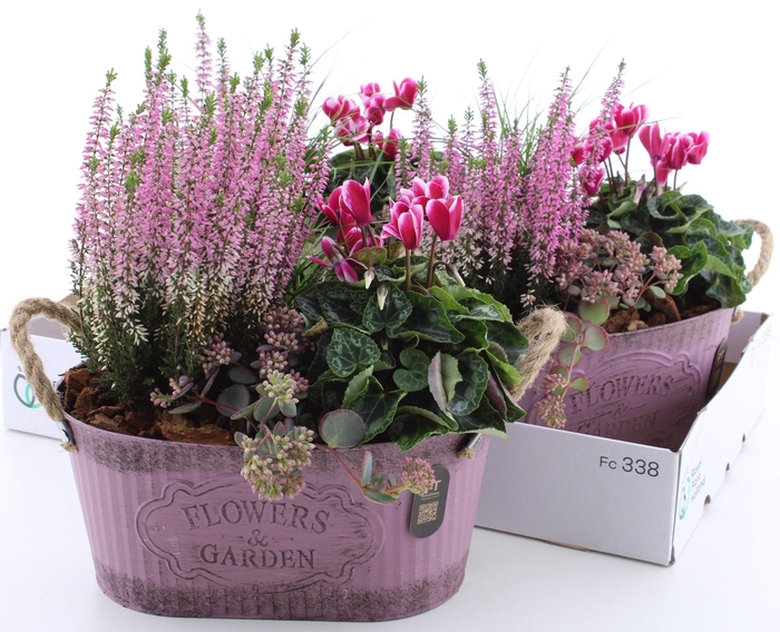 <h4>ARR TUINPLANTEN</h4>