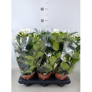 Stephanotis floribunda   ...