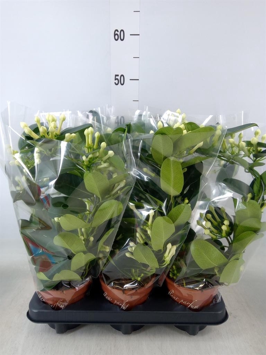 <h4>Stephanotis floribunda   ...</h4>