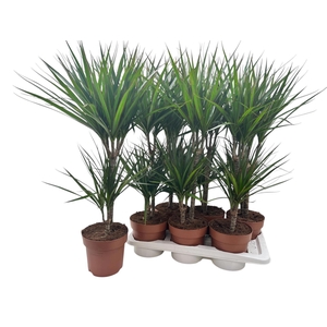 DRA MARGINATA
