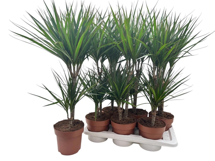 <h4>DRA MARGINATA</h4>