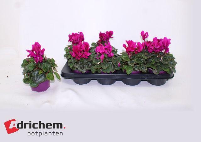 <h4>CYCL MD SUP ALLURE</h4>