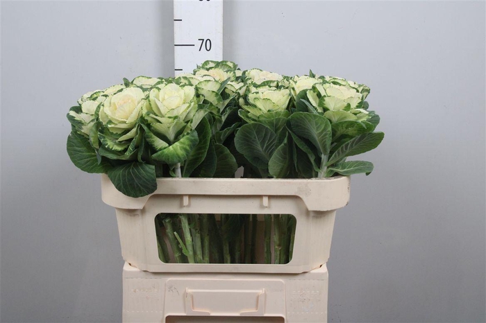 <h4>Brass White Crane</h4>