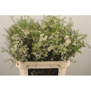 Chamelaucium Ofir White