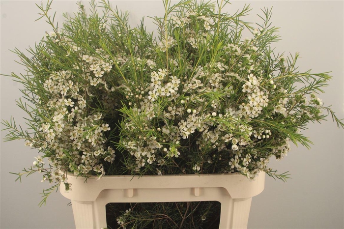 <h4>Chamelaucium Ofir White</h4>