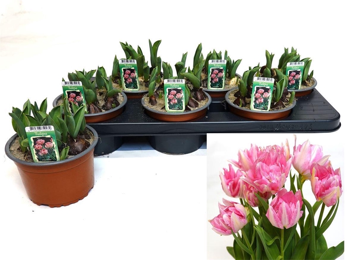 arr8 Tul Ov Dubbel Light Pink